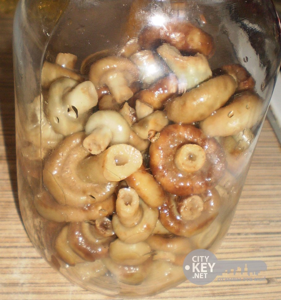 Грибы волнушки на зиму