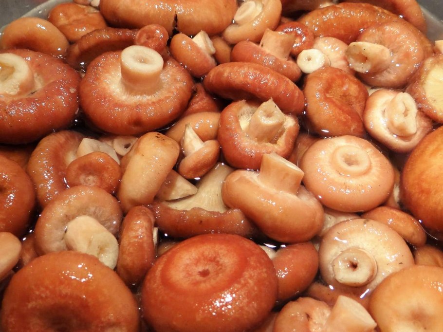 Соленые волнушки