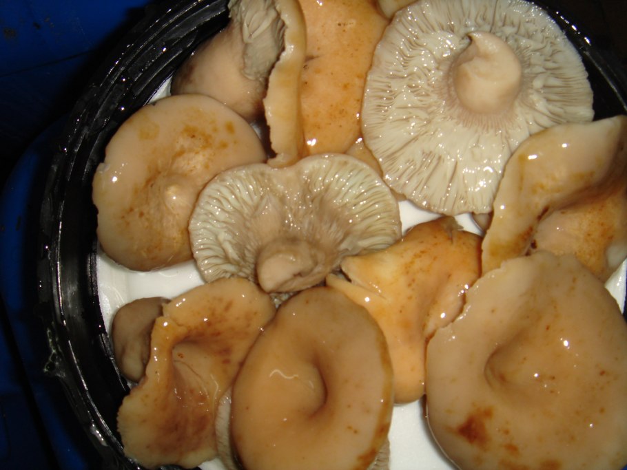 Волнушки грузди соленые