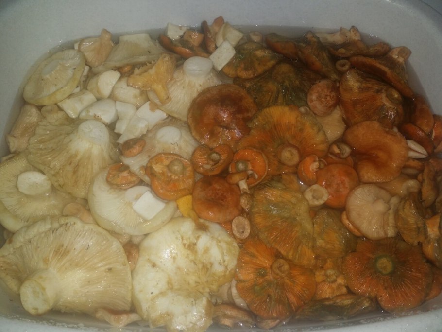 Гриб кубарь для засолки