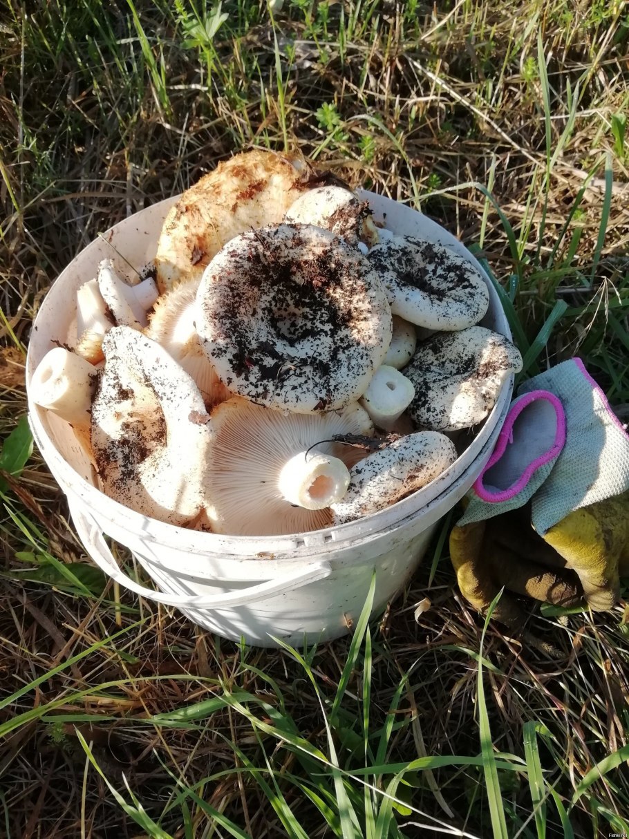 Волнушка розовая