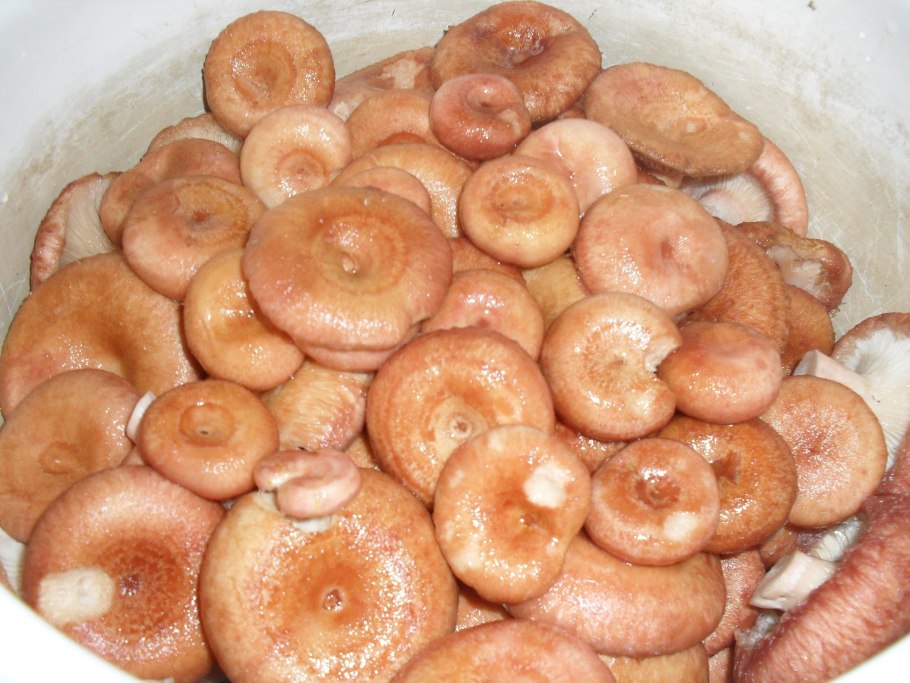 Грибы волнушки засолка