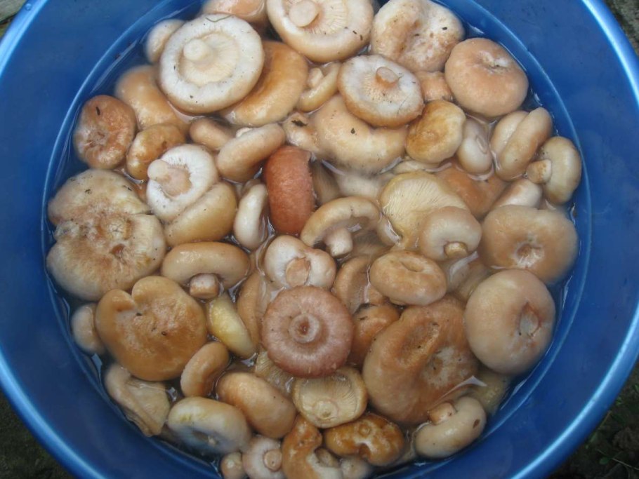 Волнушки жареные