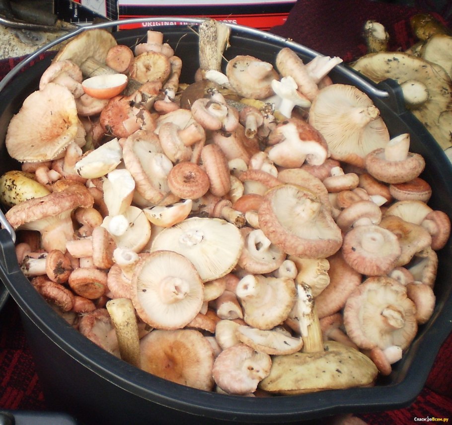 Маринованные грибы волнушки