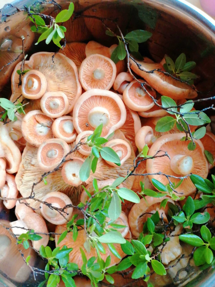 Грузди рыжики