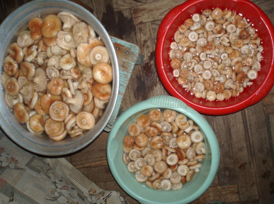 Соленые волнушки