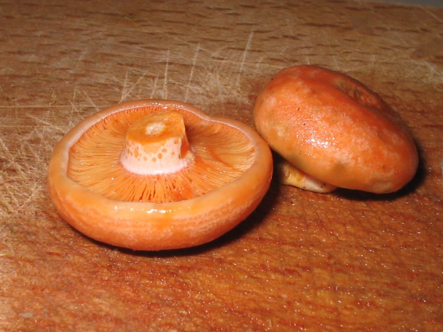 Ложные грибы беляки белянки