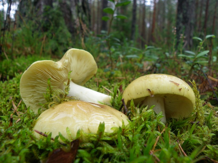 Tricholoma frondosae