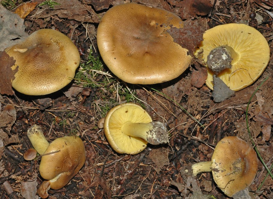 Рядовка Лиственная Tricholoma frondosae