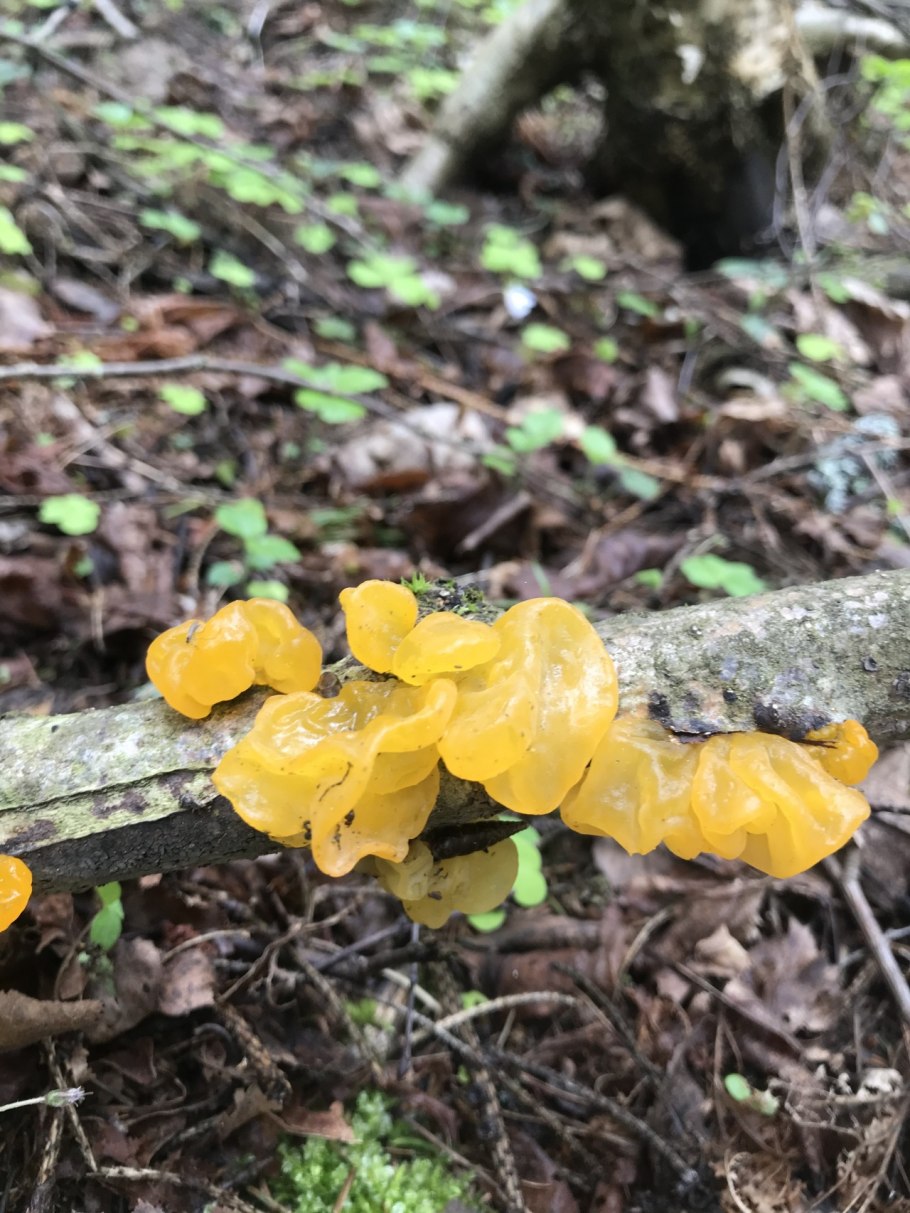 Рядовка Осиновая Tricholoma frondosae