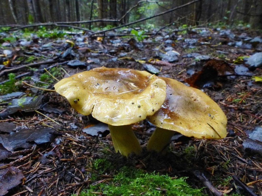 Зеленушка (Tricholoma equestre)