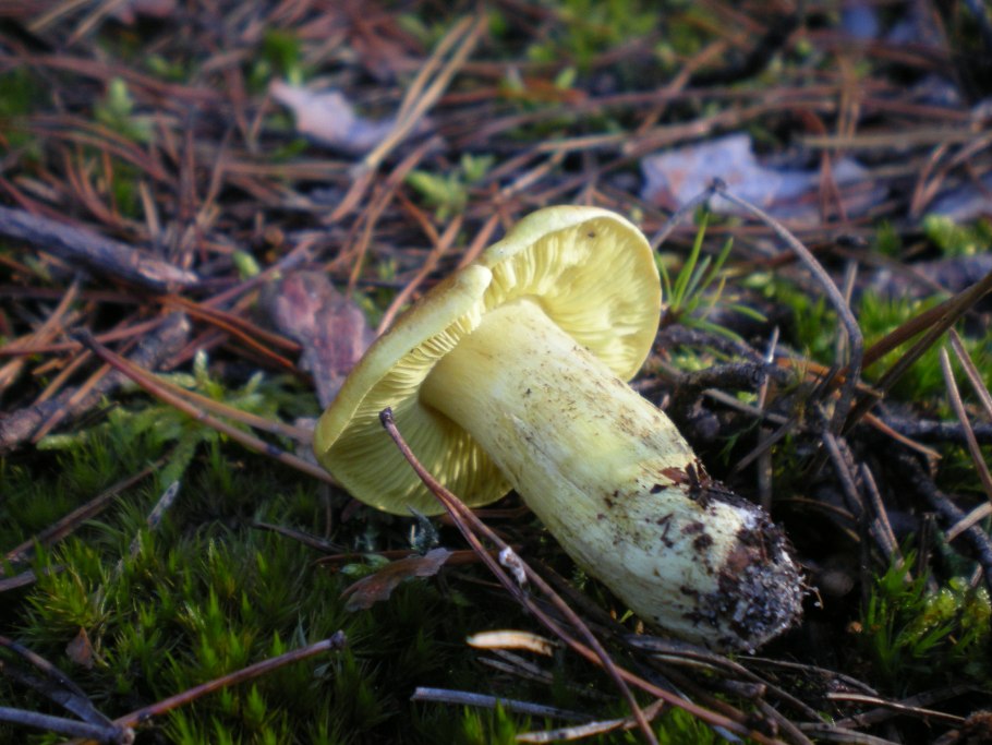 Рядовка Лиственная Tricholoma frondosae