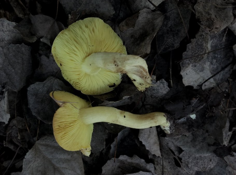 Рядовка Лиственная Tricholoma frondosae