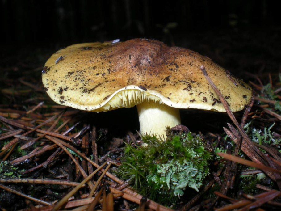 Зеленушка (Tricholoma equestre)