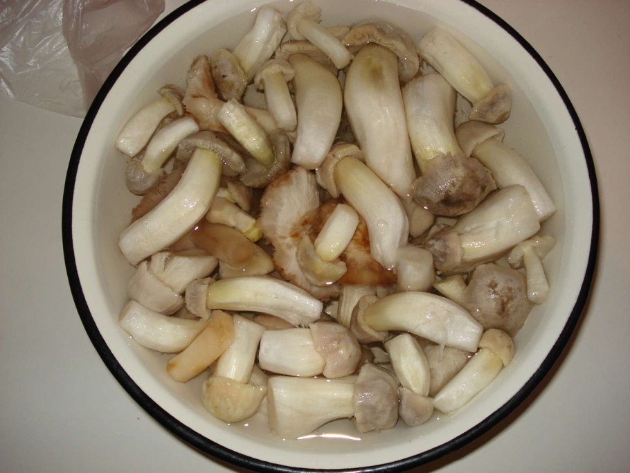 Гриб серушка и зеленушка