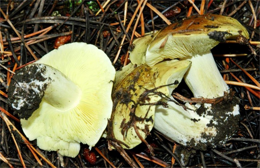 Зеленушка (Tricholoma equestre)