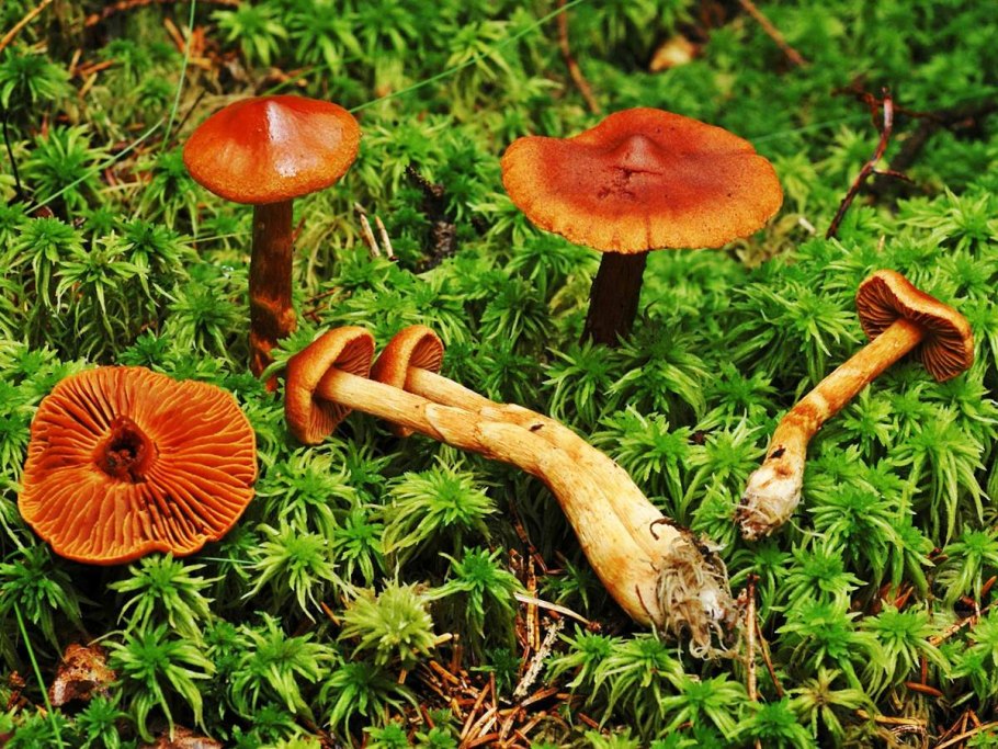 Паутинник горный