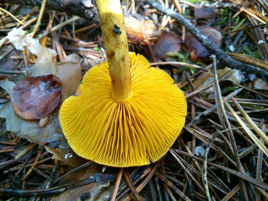 Гриб серушка и зеленушка