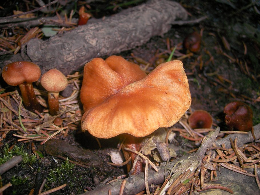 Паутинник красивейший Cortinarius rubellus