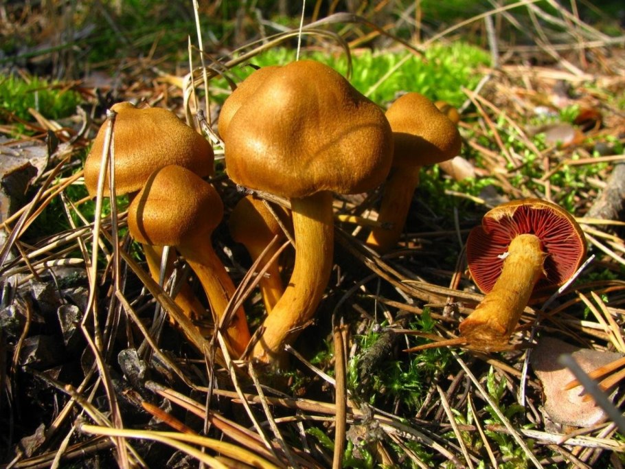 Паутинник березовый