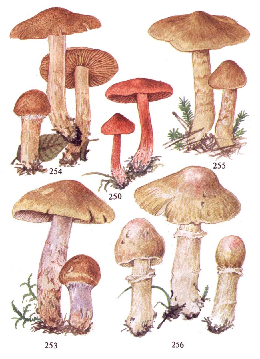 Паутинник кольчатый