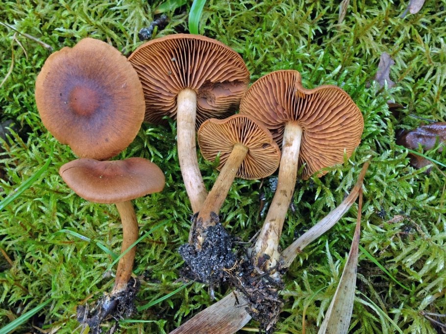 Паутинник болотный Cortinarius uliginosus