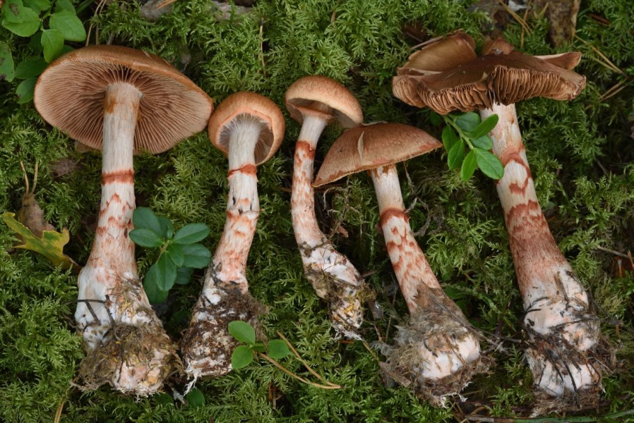 Cortinarius speciosissimus