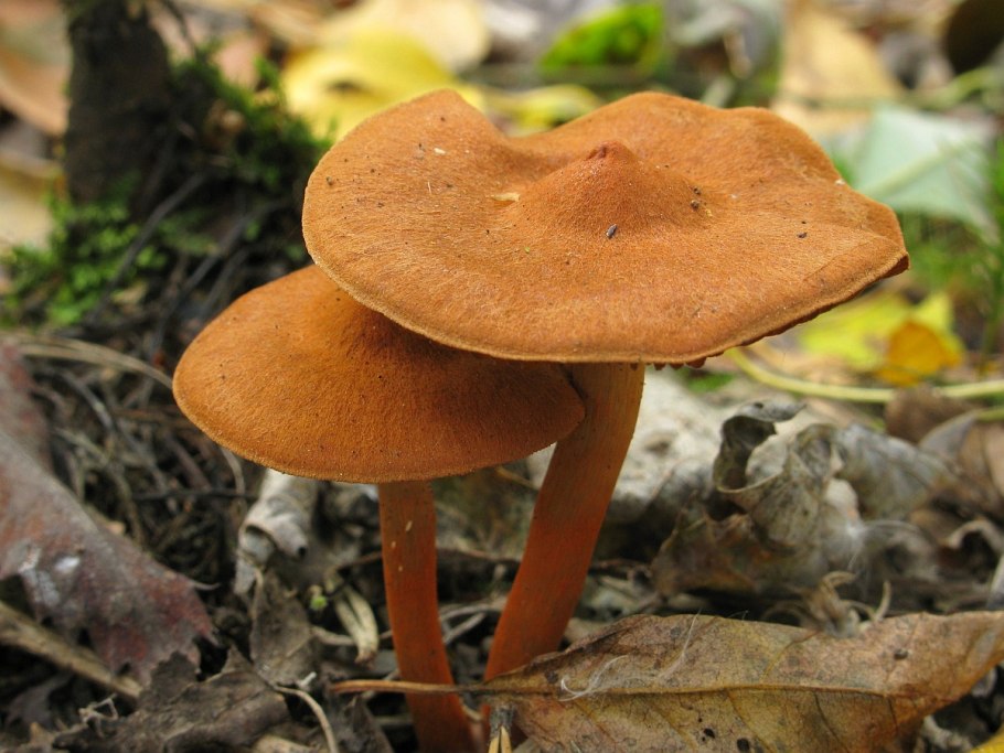 Паутинник горный Cortinarius orellanus