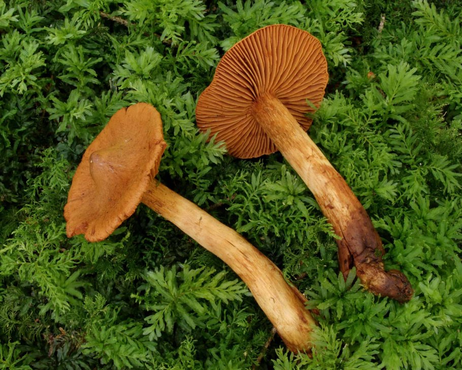 Cortinarius hercynicus