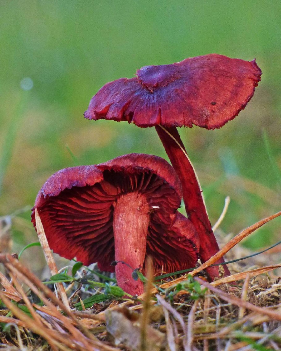Паутинник браслетчатый