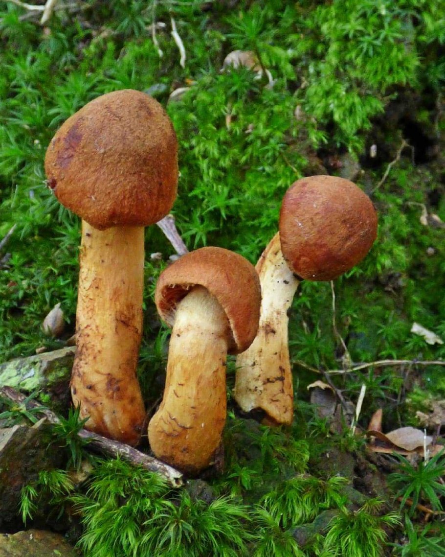 Паутинник горный