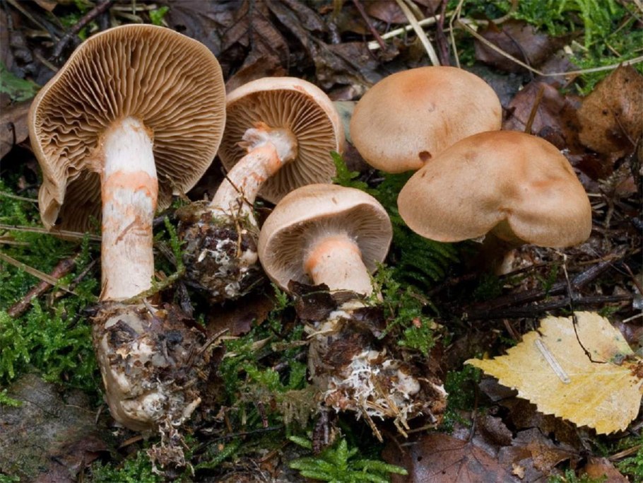 Паутинник браслетчатый съедобный