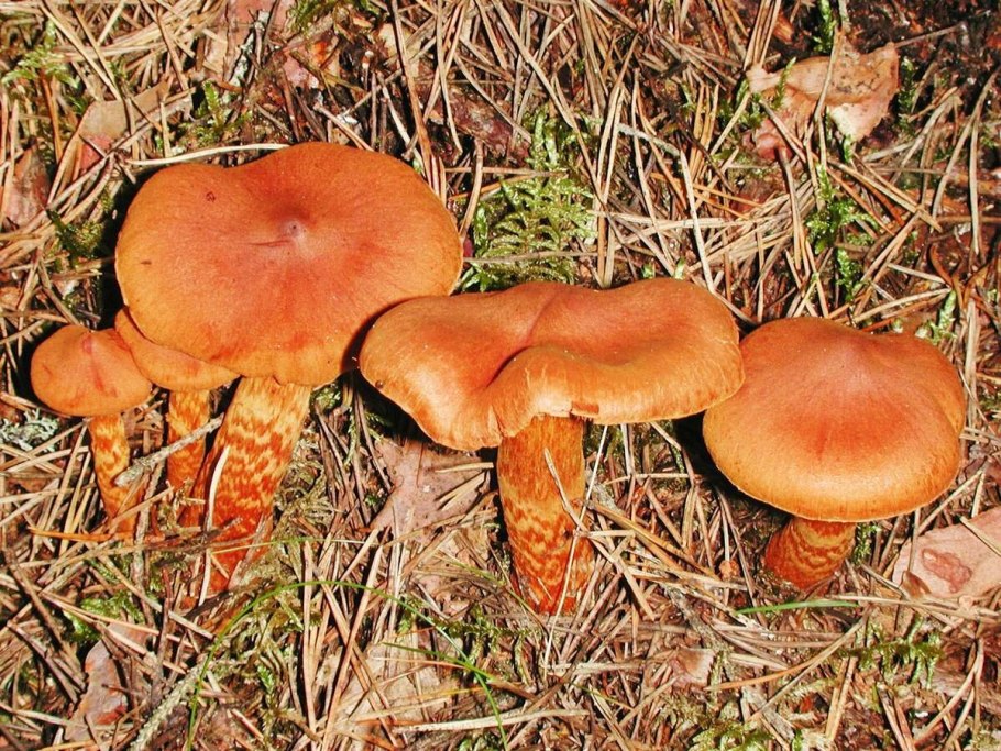 Паутинник горный плюшевый