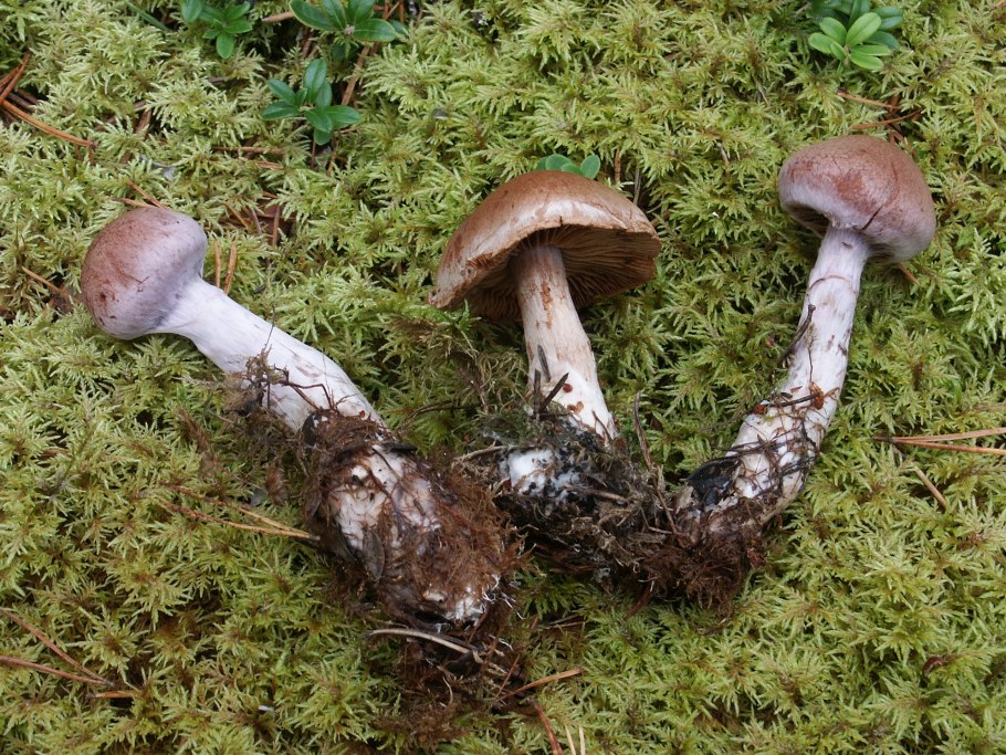 Паутинник горный Cortinarius orellanus