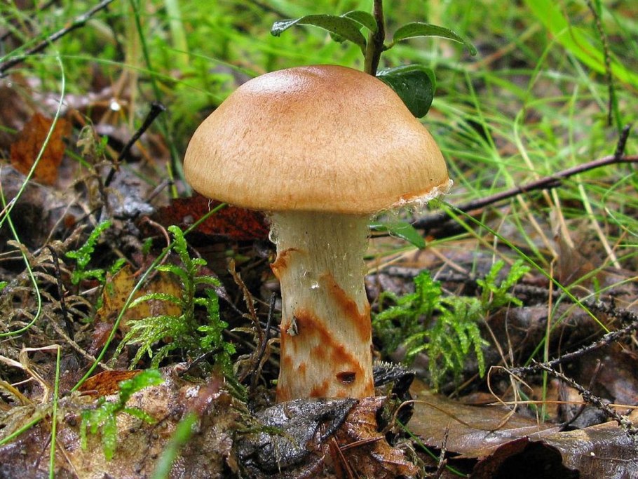 Паутинник браслетчатый