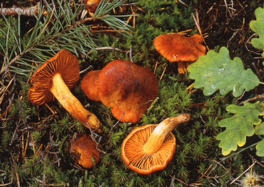 Паутинник изменчивый Cortinarius