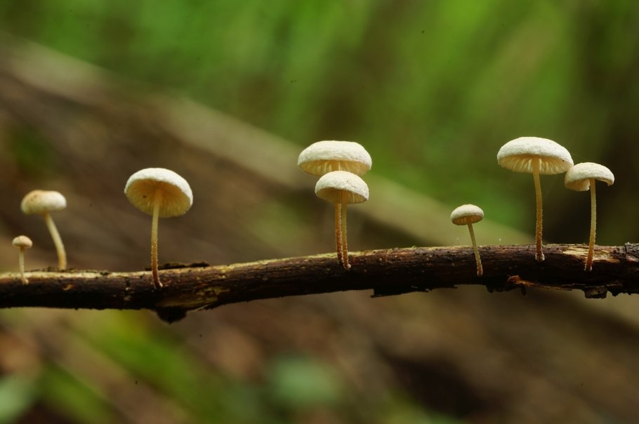 Marasmiellus ramealis