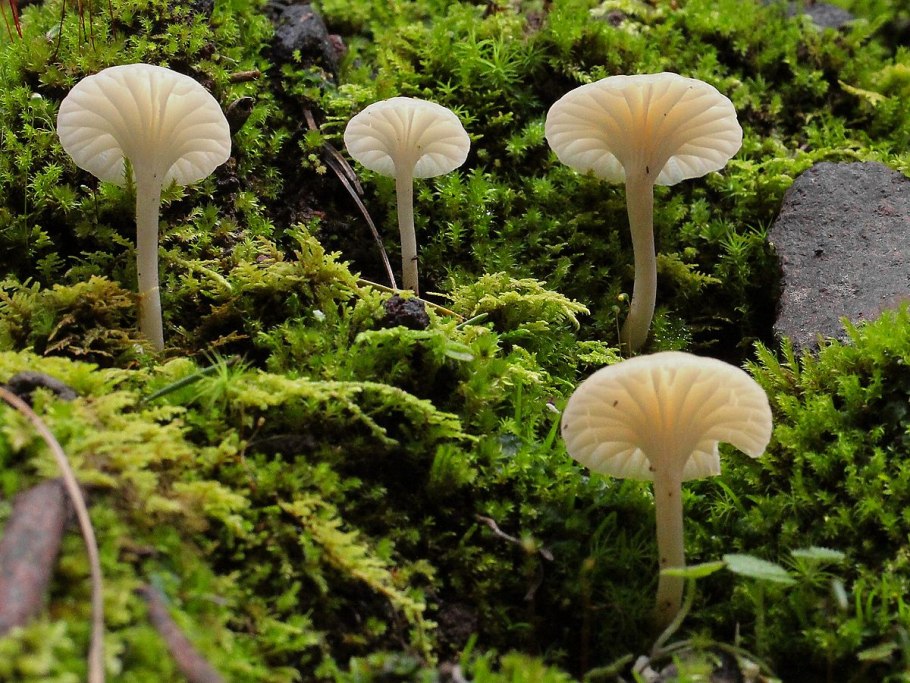 Polyporus brumalis