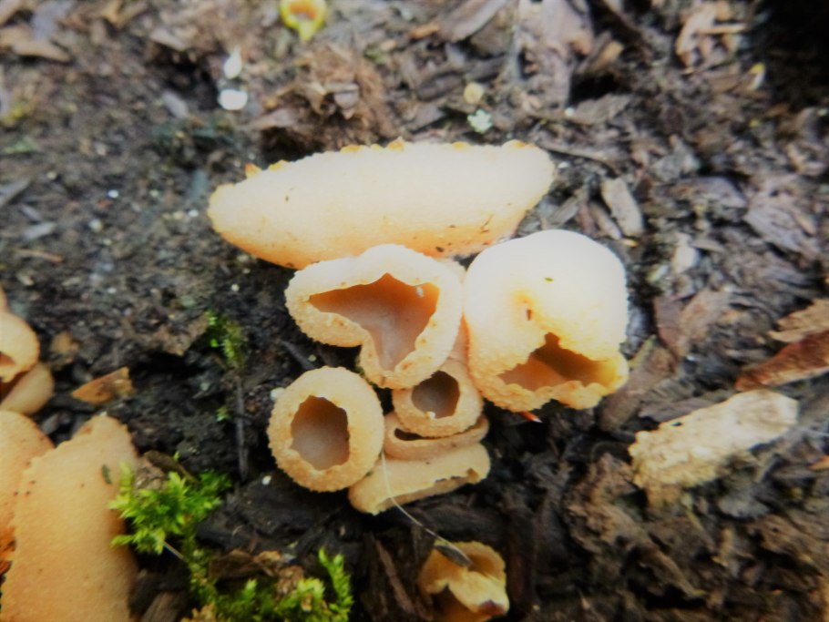 Panaeolus antillarum
