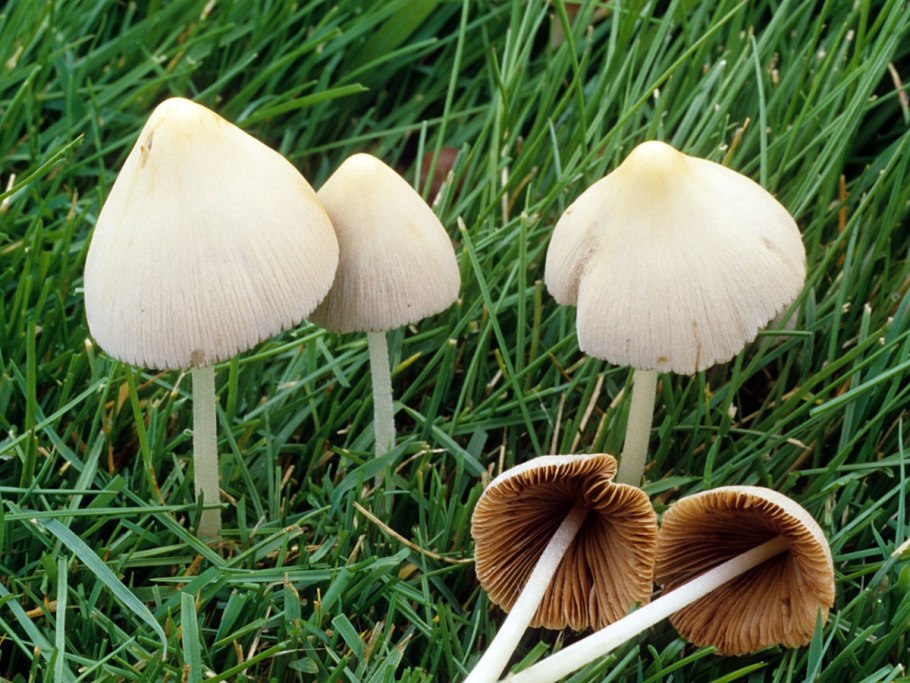 Conocybe SP.