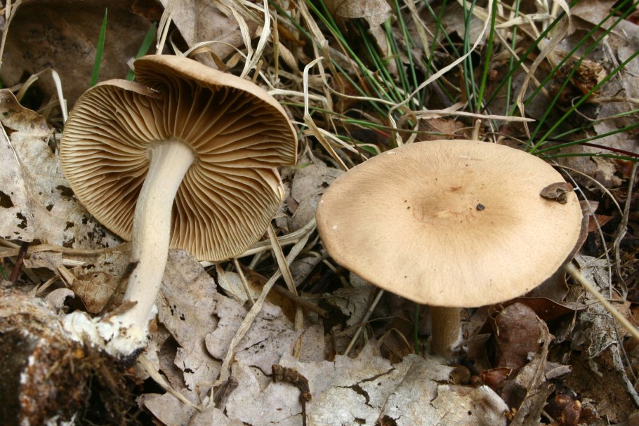 Gymnopus peronatus