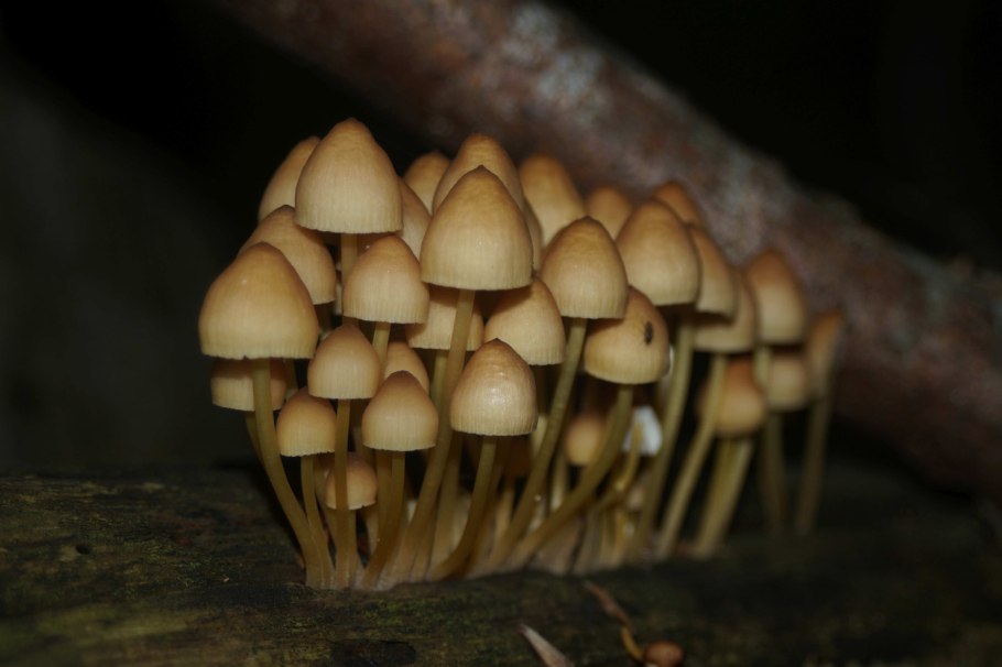 Говорушка беловатая (Clitocybe rivulosa)