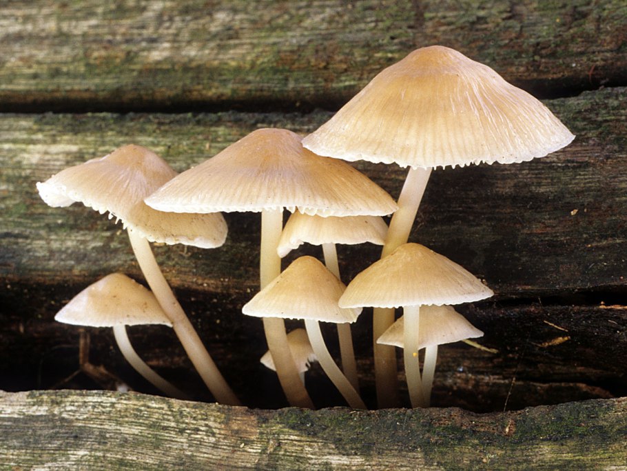 Рядовка перевязанная Tricholoma focale