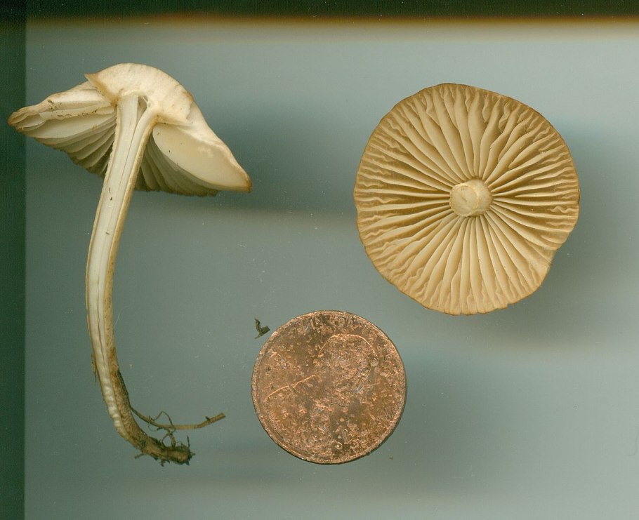 Негниючник (Marasmius haematocephalus)
