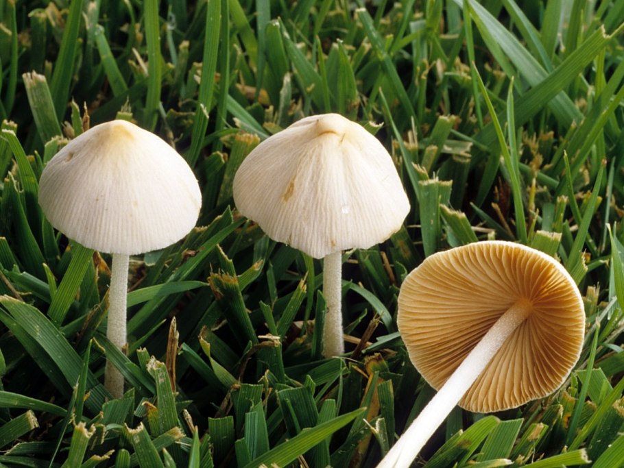 Conocybe гриб