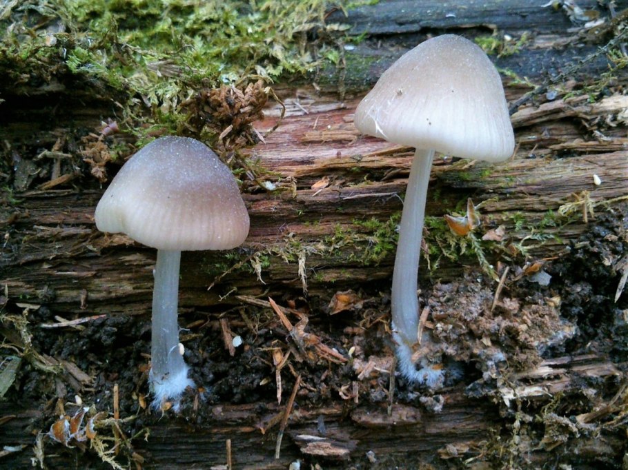 Говорушка блюдцевидная (Clitocybe catinus)