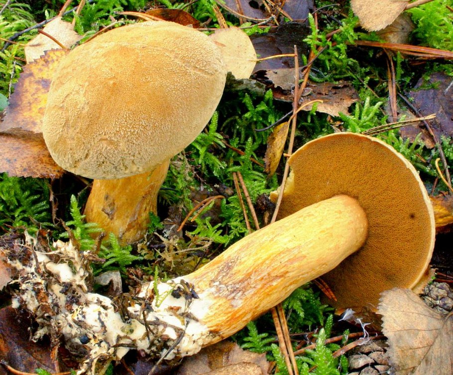 Моховик трещиноватый гриб