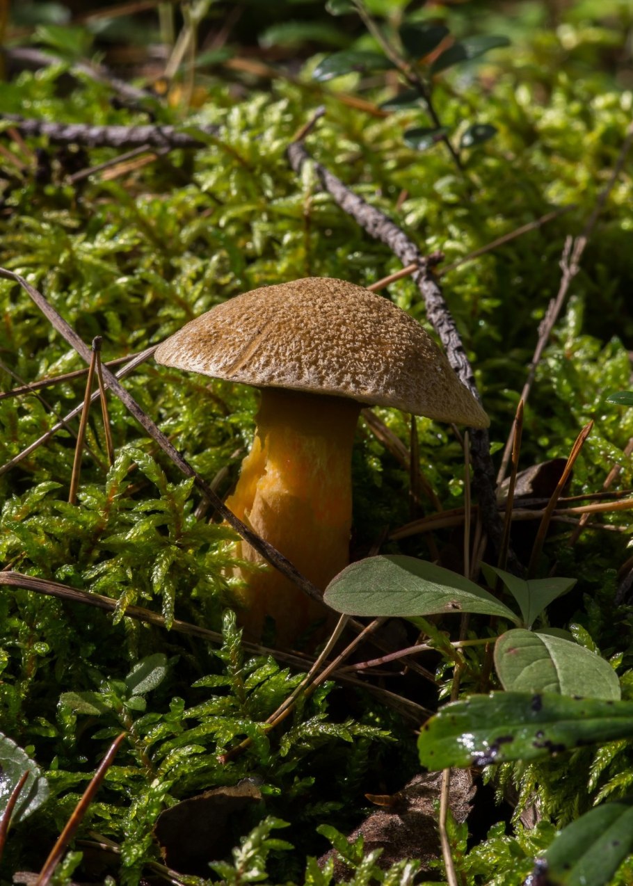Маслёнок желто-бурый Suillus variegatus