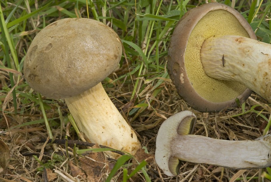 Гриб моховик ложный