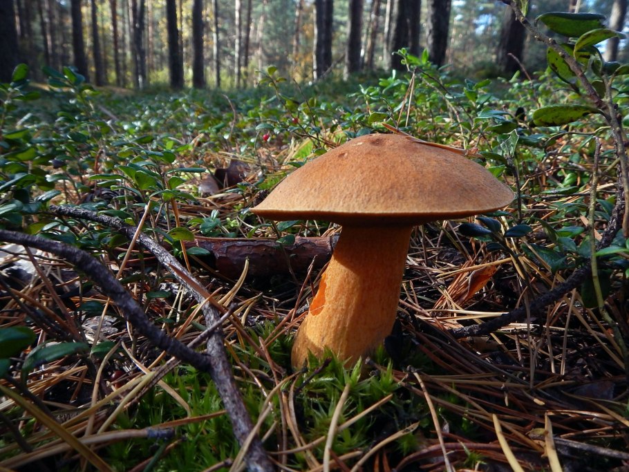 Моховик лиственничный Дальневосточный